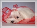Bia�y, Terrier, Wst��eczka